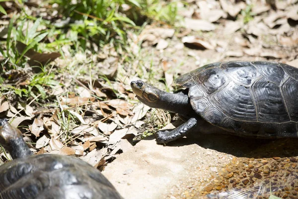 Tortuga Amazónica Manchada Amarilla — Foto de Stock