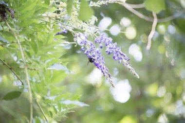 Marangoz mor Bloom gezinip arı