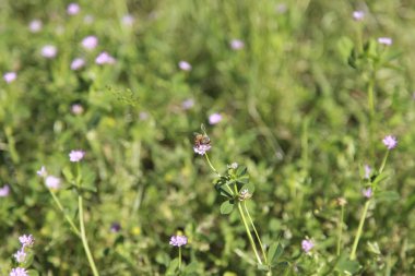 Bal arısı tozlaşmayı
