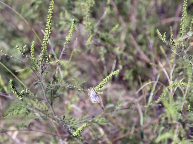 Promethea güve bir ot üzerinde