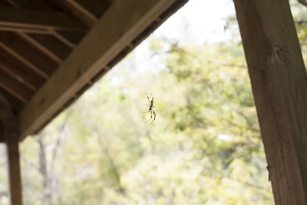 Gruselige Spinne hängt — Stockfoto