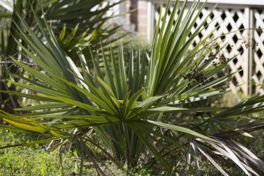 Bir Flowerbed Palmetto Bush
