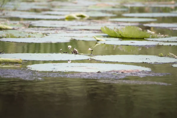 Lily almofadas lixo de uma lagoa — Fotografia de Stock