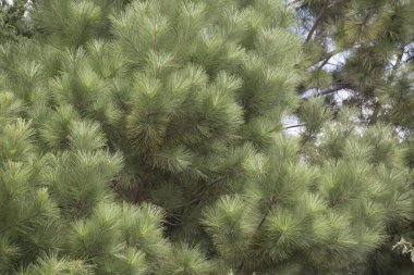 Çam ağacının iğneleri