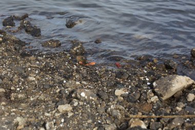 Kıyıda yıkama çöp
