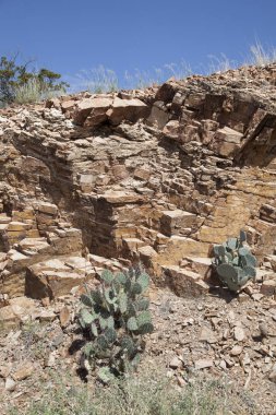 Kaktüsler ve yekpare taş