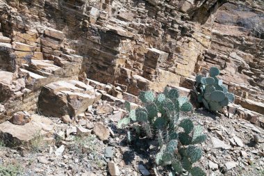 Kaktüsler ve yekpare taş