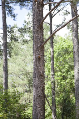 Ormandaki ağaçlar