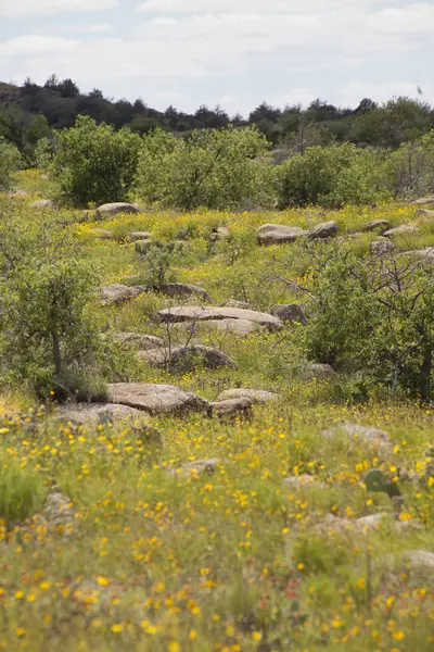 Camino rocoso a través de una pradera — Foto de Stock