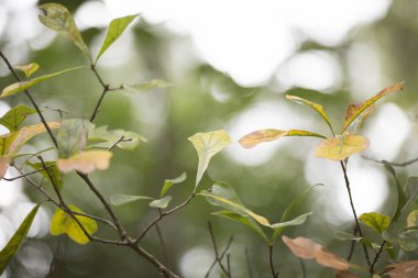 Sonbahar meşe yaprakları ve Twigs