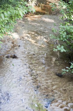 Orman bitki örtüsü akışında ülke