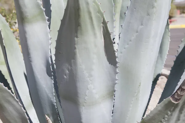Close Up of Agave Plant — Stock Photo, Image