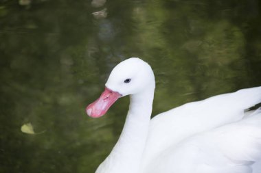 Coscoroba Swan Yüzme