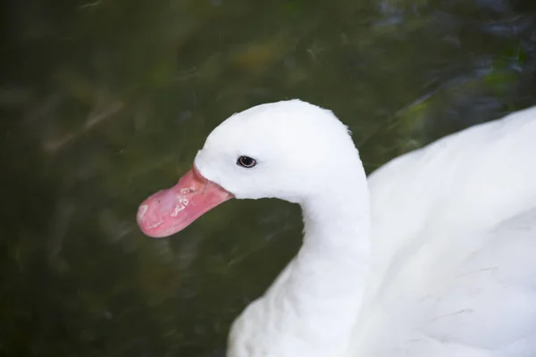 Coscoroba Swan Natación — Foto de Stock