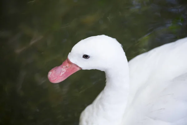 Coscoroba Swan Yüzme — Stok fotoğraf