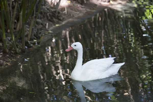 Coscoroba Swan Yüzme — Stok fotoğraf