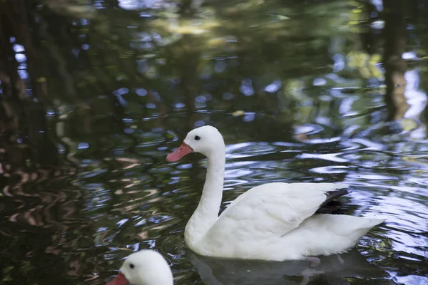 Coscoroba Swan simning — Stockfoto