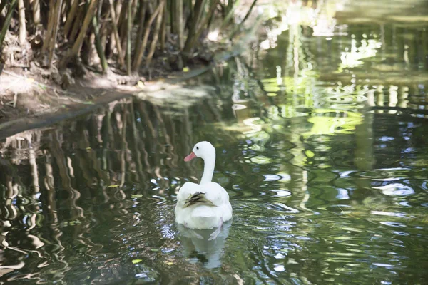 Coscoroba Swan simning — Stockfoto