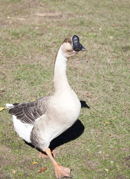 Oie des cygnes domestique — Photo