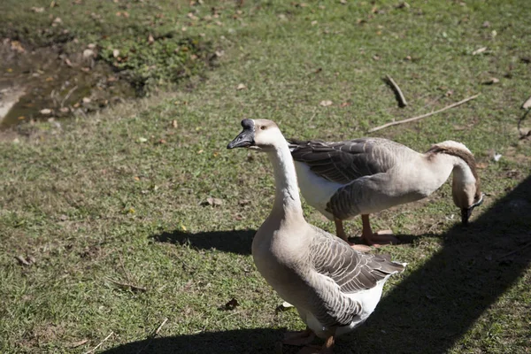 Domestic Swan Goose — Stock Photo, Image