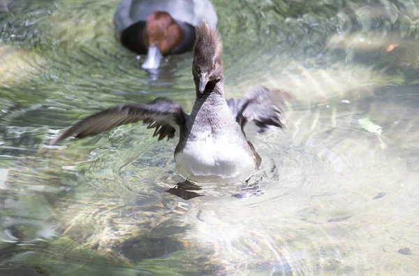 Merganser con capucha y pato pelirrojo — Foto de Stock