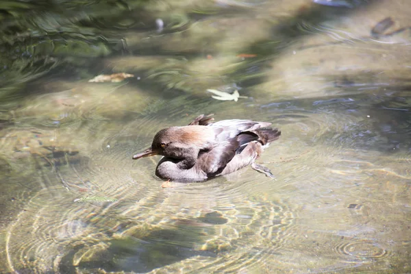 Pato merganser encapuchado — Foto de Stock