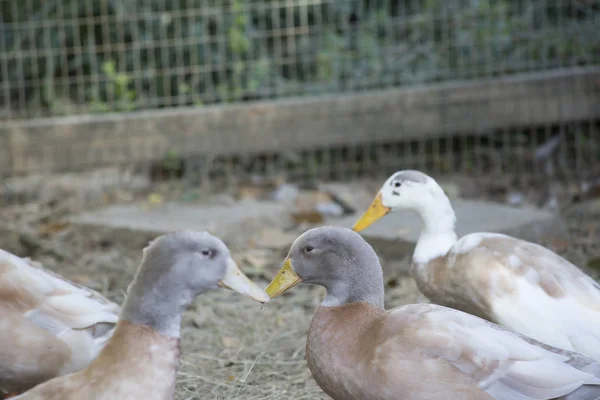 Indian Runner Ducks — Stock Photo, Image