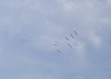 Amerikan beyaz Pelikan