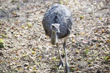Rhea kuş yakın çekim