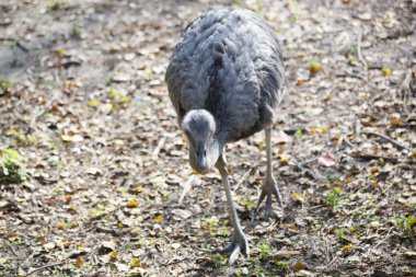 Rhea kuş yakın çekim