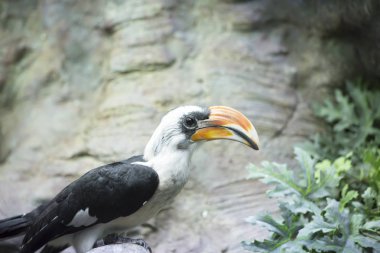 Kartallar kuş sağ arıyorsunuz