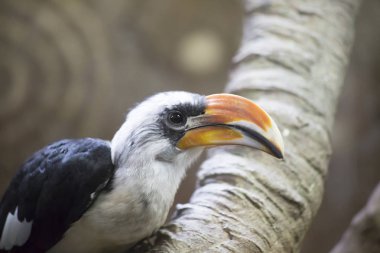 Kartallar kuş sağ arıyorsunuz