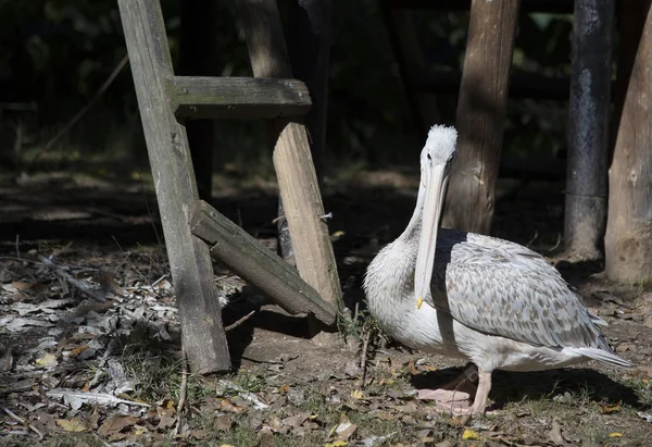 Plats-billed pelican — Stockfoto
