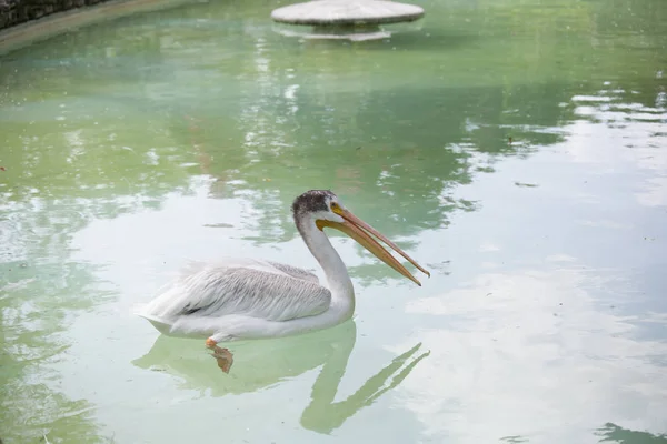 American White Pelican — Stock Photo, Image