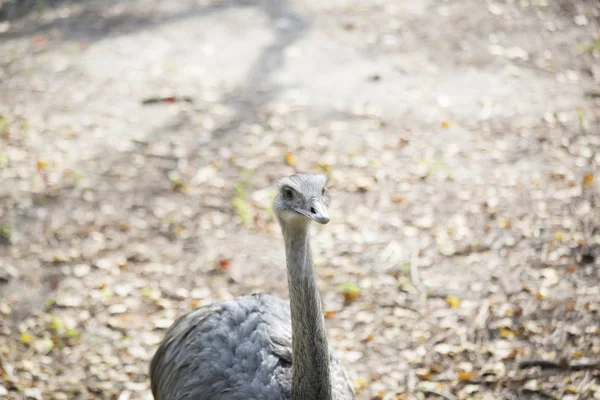 Primer plano de un pájaro Ñandú — Foto de Stock