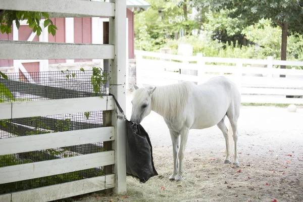 Häst som utfodring i en Barnyard — Stockfoto