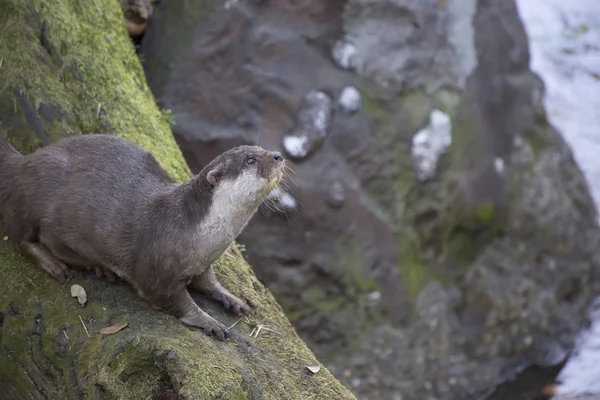 Otter op een rivieroever — Stockfoto