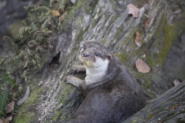 Otter su una riva del fiume — Foto Stock