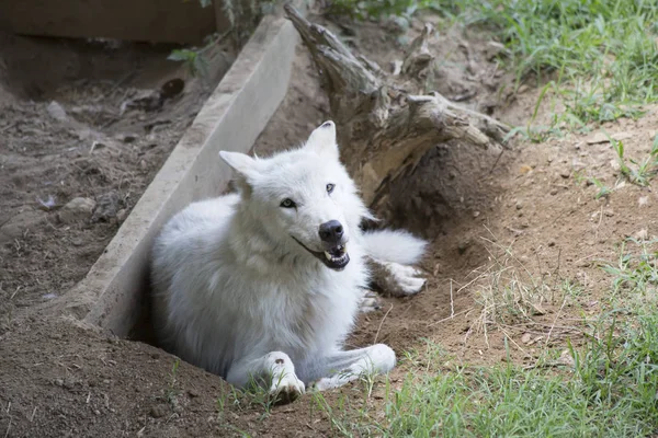 Loup gris Timberwolf Wolf — Photo