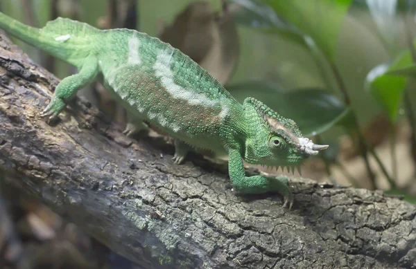 Jackson's Chameleon on a Branch — Stock Photo, Image