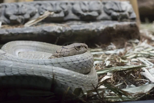 Close Up van een Cobra — Stockfoto