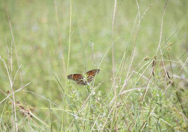 Körfez fritillary kelebek