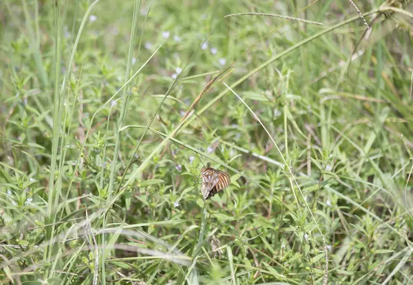 Затока Fritillary метелик — стокове фото