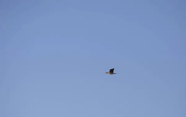 Cormorant in Flight — Stock Photo, Image