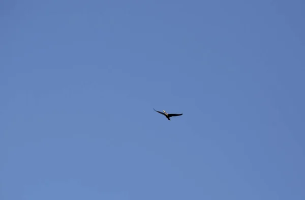 Corvo-marinho em voo — Fotografia de Stock
