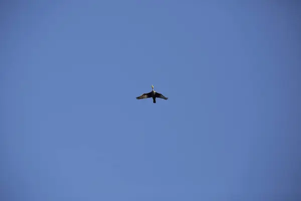 Cormorán en vuelo —  Fotos de Stock