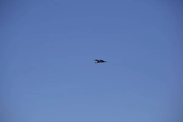 Cormorán en vuelo — Foto de Stock