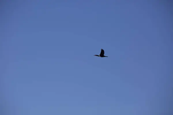 Cormorant in Flight — Stock Photo, Image