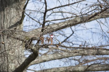 Balık avlıyorsun ağacında yakaladı