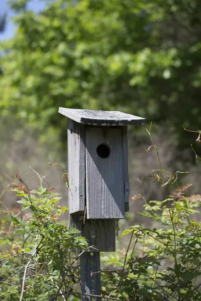 Birdhouse nel bosco — Foto Stock